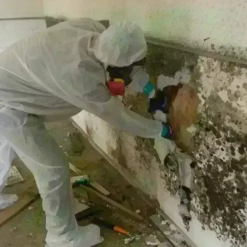 Mold Remediation and Removal in Gillespie County, TX